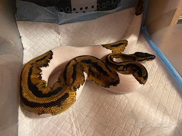 1.0 Pitone Reale Pied 100% Het Clown 480g