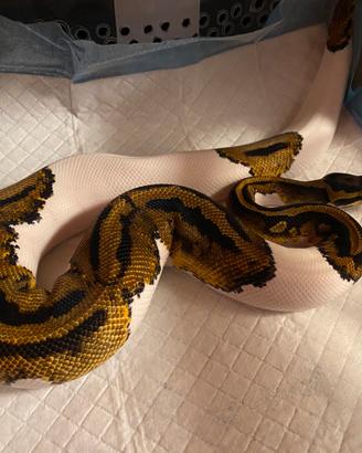 1.0 Pitone Reale Pied 100% Het Clown 480g