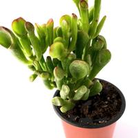 Pianta Vera Crassula Gollum Hobbit Ovata Giada 