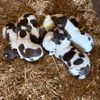 Cuccioli Springer Spaniel Inglese