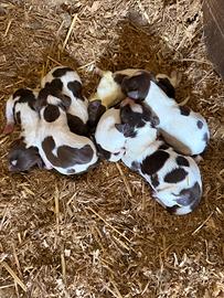 Cuccioli Springer Spaniel Inglese