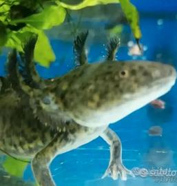 Axolotl