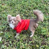 Chihuahua toy lilla per monta