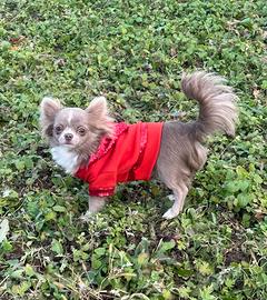 Chihuahua toy lilla per monta