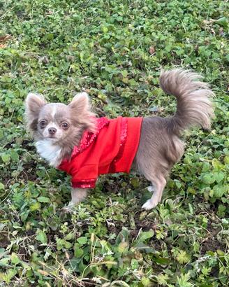 Chihuahua toy lilla per monta