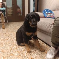 Cucciola Incrocio