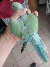 Parrocchetto dal collare allevato a mano