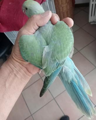 Parrocchetto dal collare allevato a mano