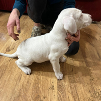 Cuccioli dogo argentino