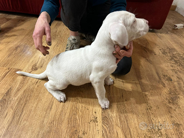 Cuccioli dogo argentino