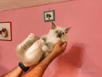 Cucciola Ragdoll