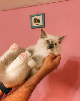 Cucciola Ragdoll