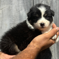 Australian shepherd cucciole