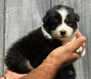 Australian shepherd cucciole
