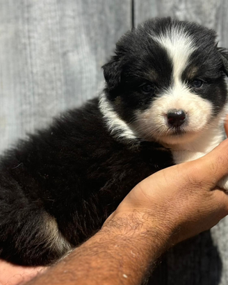 Australian shepherd cucciole