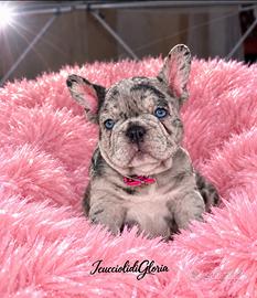 Bulldog francese blue merle