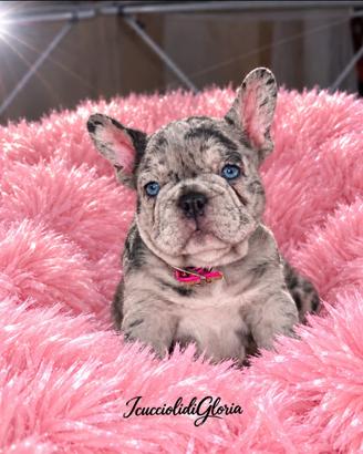 Bulldog francese blue merle