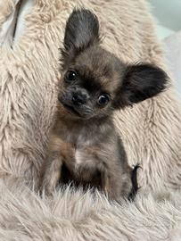 Chihuahua femmina