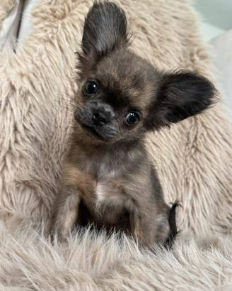 Chihuahua femmina