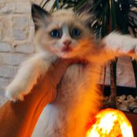 RAGDOLL Seal Bicolor maschio PEDIGREE AGI