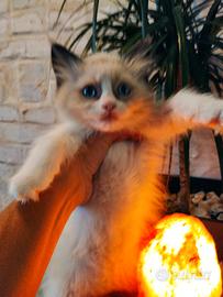 RAGDOLL Seal Bicolor maschio PEDIGREE AGI