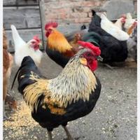 Galline francesine