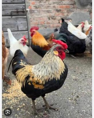 Galline francesine