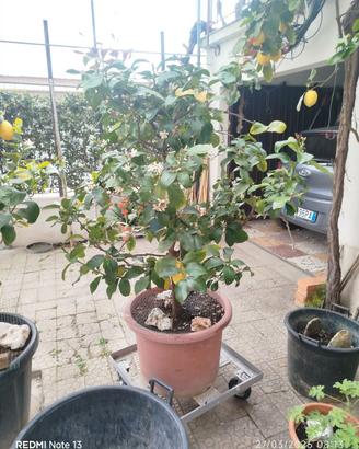 Pianta di limone