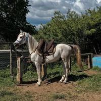 Stallone arabo per monta