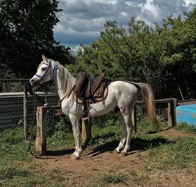 Stallone arabo per monta