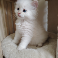 Gattino Siberiano