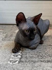 Cuccioli pura razza canadian Sphinx