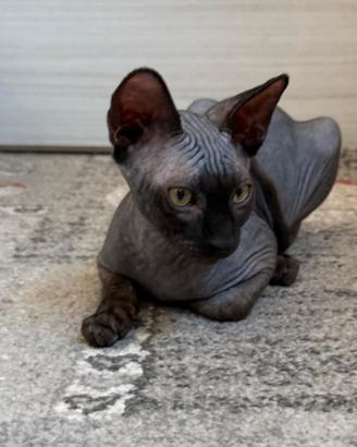 Cuccioli pura razza canadian Sphinx