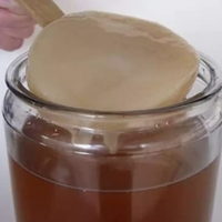 Scoby per Kombucha