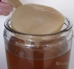 Scoby per Kombucha