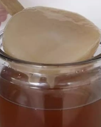 Scoby per Kombucha
