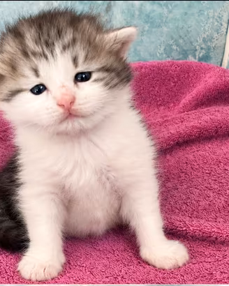 Gattini di Gatto Siberiano
