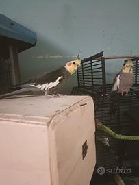 Calopsite maschio di 2 anni