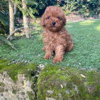 Barboncino Toy Albiccoca-Intenso maschio