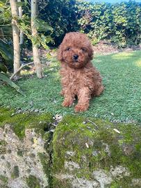 Barboncino Toy Albiccoca-Intenso maschio