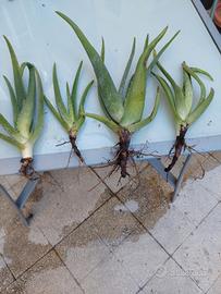 9piante  di Aloe Vera e Agave