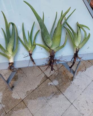 9piante  di Aloe Vera e Agave