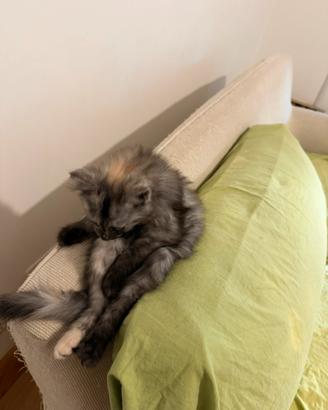 Cuccioli gatto siberiano