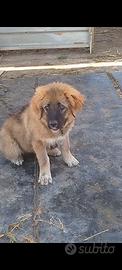Cucciola di pastore del Caucaso