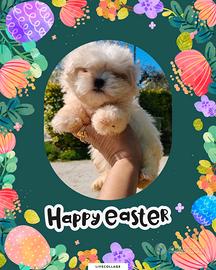 Maltese Toy pedigree ENCI