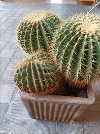 Echinocactus grusoni trio
