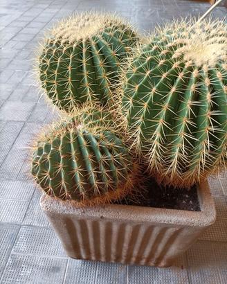 Echinocactus grusoni trio