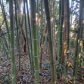 canne di bamboo