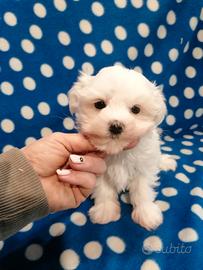 Maltese cuccioli coreani pedigree ENCI