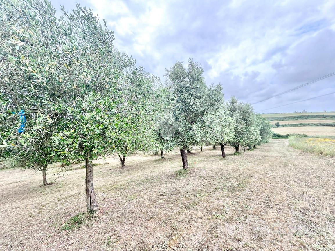 TER. AGRICOLO A ROMA - Vista 4